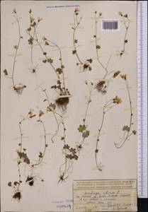 Saxifraga sibirica L., Middle Asia, Northern & Central Tian Shan (M4) (Kazakhstan)