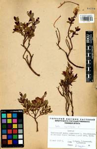 Salix myrtilloides L., Siberia, Baikal & Transbaikal region (S4) (Russia)