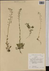 Noccaea caerulescens (J. Presl & C. Presl) F.K. Mey., Western Europe (EUR) (Belgium)