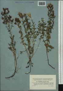 Hypericum elegans Steph. ex Willd., Western Europe (EUR) (Czech Republic)