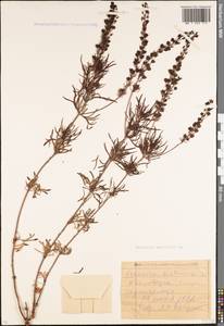 Veronica multifida L., Caucasus, Stavropol Krai, Karachay-Cherkessia & Kabardino-Balkaria (K1b) (Russia)