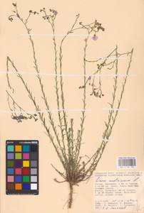 Linum austriacum L., Eastern Europe, Lower Volga region (E9) (Russia)