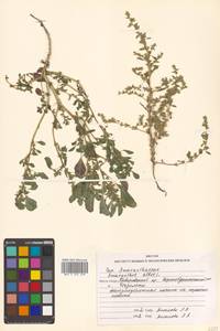 Amaranthus albus L., Siberia, Russian Far East (S6) (Russia)