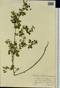 Medicago platycarpos (L.) Trautv., Siberia, Altai & Sayany Mountains (S2) (Russia)