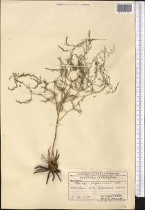 Asparagus brachyphyllus Turcz., Middle Asia, Caspian Ustyurt & Northern Aralia (M8) (Kazakhstan)