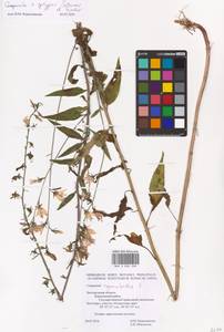 Campanula × spryginii Saksonov, Tzvelev & Bot.Zhurn., Eastern Europe, Central forest-and-steppe region (E6) (Russia)