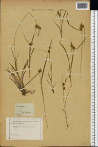 Carex flava L., Eastern Europe (no precise locality) (E0) (Not classified)