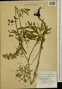 Delphinium freynii Conrath, Caucasus, Armenia (K5) (Armenia)