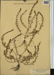 Lythrum hyssopifolia L., Western Europe (EUR) (Austria)