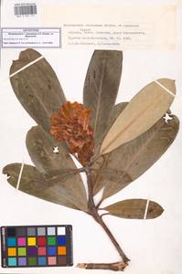 Rhododendron × charadzeae A.P.Khokhr. & Mazurenko, Caucasus, Georgia (K4) (Georgia)