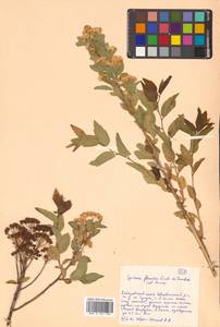 Spiraea flexuosa Fisch. ex Cambess., Siberia, Russian Far East (S6) (Russia)