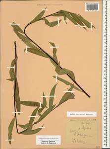 Salix excelsa J.F.Gmel., Caucasus, Armenia (K5) (Armenia)