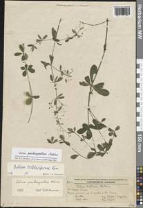 Galium triflorum Michx., Siberia, Russian Far East (S6) (Russia)