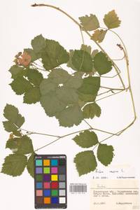 Rubus caesius L., Eastern Europe, Middle Volga region (E8) (Russia)