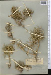 Anabasis eriopoda (C. A. Mey.) Benth. ex Volkens, Middle Asia, Caspian Ustyurt & Northern Aralia (M8) (Kazakhstan)