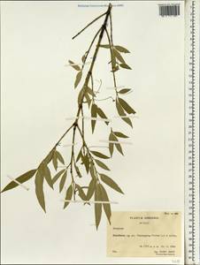 Euonymus, South Asia, South Asia (Asia outside ex-Soviet states and Mongolia) (ASIA) (China)