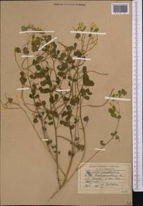 Trigonella grandiflora Bunge, Middle Asia, Syr-Darian deserts & Kyzylkum (M7) (Uzbekistan)