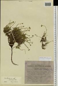 Eritrichium ochotense Yurtseva & Khokhr., Siberia, Chukotka & Kamchatka (S7) (Russia)