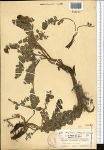 Corydalis fedtschenkoana Regel, Middle Asia, Northern & Central Tian Shan (M4) (Kyrgyzstan)