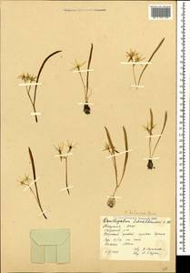 Ornithogalum balansae Boiss., Caucasus, Abkhazia (K4a) (Abkhazia)