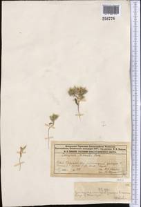 Cousinia prolifera Jaub. & Spach, Middle Asia, Syr-Darian deserts & Kyzylkum (M7) (Kazakhstan)