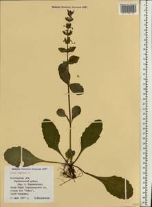 Ajuga reptans L., Eastern Europe, Northern region (E1) (Russia)