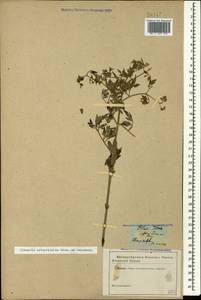 Clematis lathyrifolia Besser ex Rchb., Caucasus (no precise locality) (K0)