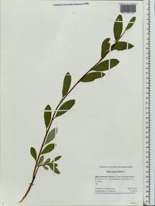 Salix phylicifolia L., Eastern Europe, Central forest region (E5) (Russia)