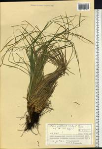 Carex pediformis C.A.Mey., Siberia, Altai & Sayany Mountains (S2) (Russia)