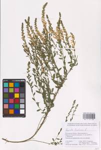 Genista tinctoria L., Eastern Europe, Rostov Oblast (E12a) (Russia)