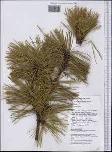 Pinus rigida Mill., America (AMER) (United States)