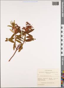 Rhododendron diversipilosum (Nakai) Harmaja, Siberia, Russian Far East (S6) (Russia)