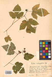 Rubus crataegifolius Bunge, Siberia, Russian Far East (S6) (Russia)