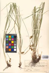 Carex leporina L., Eastern Europe, Moscow region (E4a) (Russia)