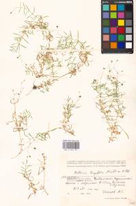 Stellaria longifolia (Regel) Muhl. ex Willd., Eastern Europe, Moscow region (E4a) (Russia)