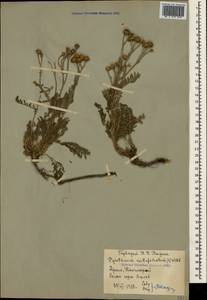 Tanacetum millefolium (L.) Tzvelev, Crimea (KRYM) (Russia)