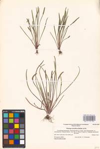 Plantago tenuiflora Waldst. & Kit., Eastern Europe, Lower Volga region (E9) (Russia)