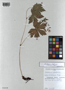 KUZ 000 259, Geranium albiflorum Ledeb., Siberia, Altai & Sayany Mountains (S2) (Russia)