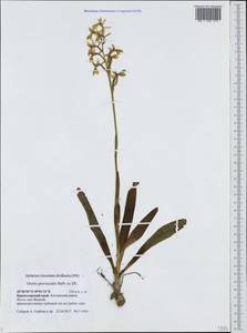 Orchis provincialis Balb. ex Lam. & DC., Caucasus, Black Sea Shore (from Novorossiysk to Adler) (K3) (Russia)