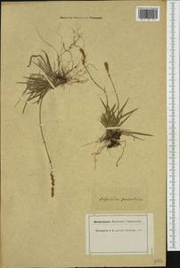 Tofieldia pusilla (Michx.) Pers., Western Europe (EUR) (Switzerland)