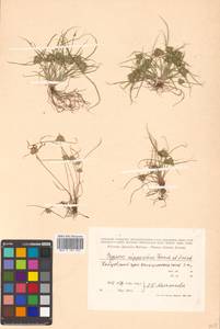 Cyperus nipponicus Franch. & Sav., Siberia, Russian Far East (S6) (Russia)