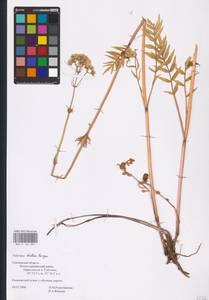 Valeriana dubia Bunge, Eastern Europe, Western region (E3) (Russia)