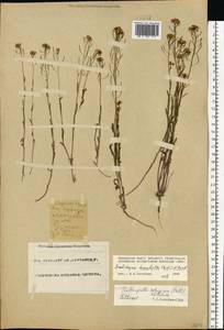 Eutrema salsugineum (Pall.) Al-Shehbaz & S.I. Warwick, Eastern Europe, Eastern region (E10) (Russia)