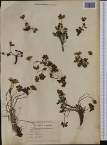 Geranium cinereum Cav., Western Europe (EUR) (France)