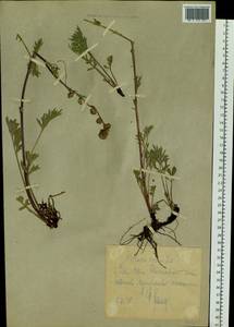 Artemisia norvegica subsp. saxatilis (Besser) H. M. Hall & Clem., Siberia, Yakutia (S5) (Russia)