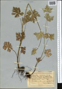 Aconitum nemorum Popov, Middle Asia, Northern & Central Tian Shan (M4) (Kyrgyzstan)