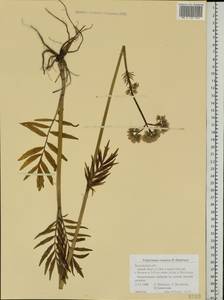 Valeriana rossica P. A. Smirn., Eastern Europe, Central region (E4) (Russia)