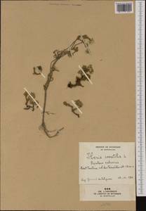 Iberis saxatilis L., Western Europe (EUR) (France)