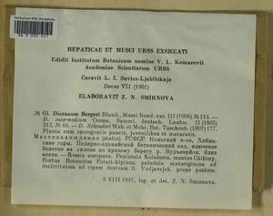 Dicranum undulatum Schrad. ex Brid., Bryophytes, Bryophytes - Karelia, Leningrad & Murmansk Oblasts (B4) (Russia)