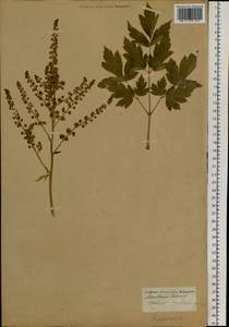 Actaea dahurica (Turcz. ex Fisch. & C. A. Mey.) Franch., Siberia (no precise locality) (S0) (Russia)